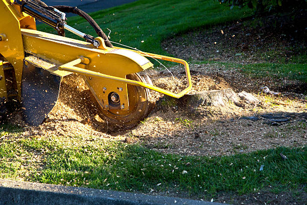 Artificial Turf Installation in Jasper, TN