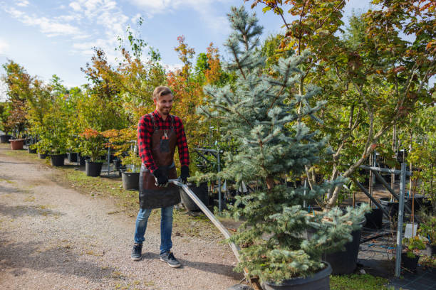 How Our Tree Care Process Works  in  Jasper, TN